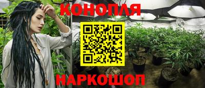сатива Кингисепп